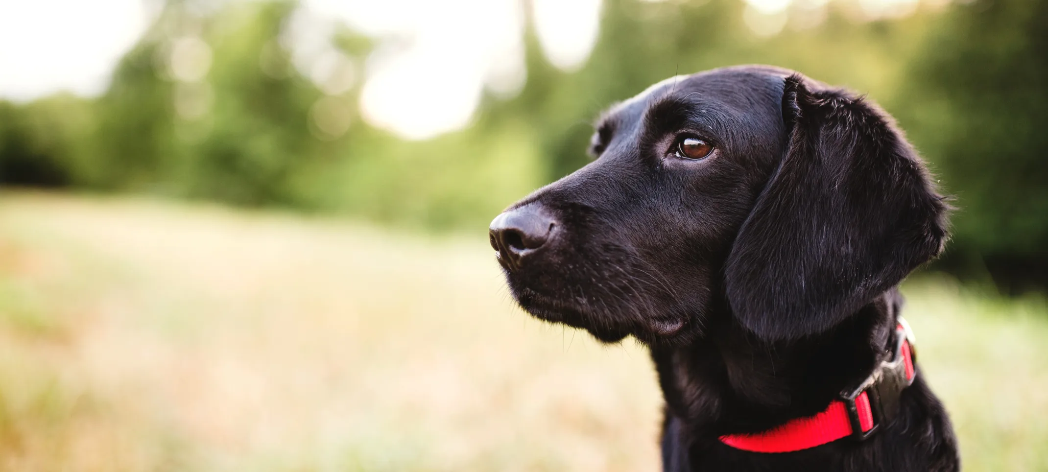 Dog with a red collar sitting in a field