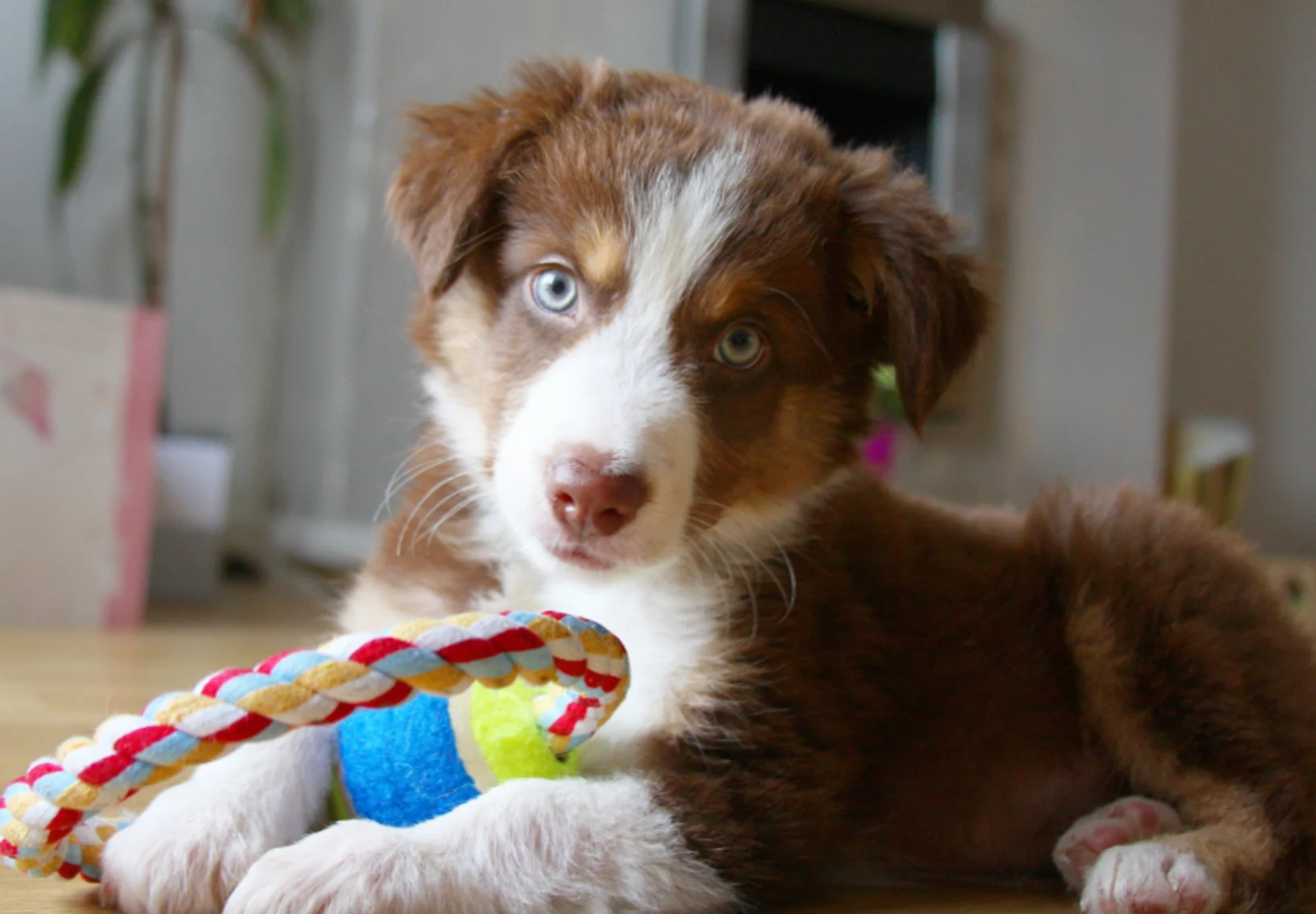 Dog Holding Rope Toy Looking at Camera Dog Holding Rope Toy Looking at Camera
