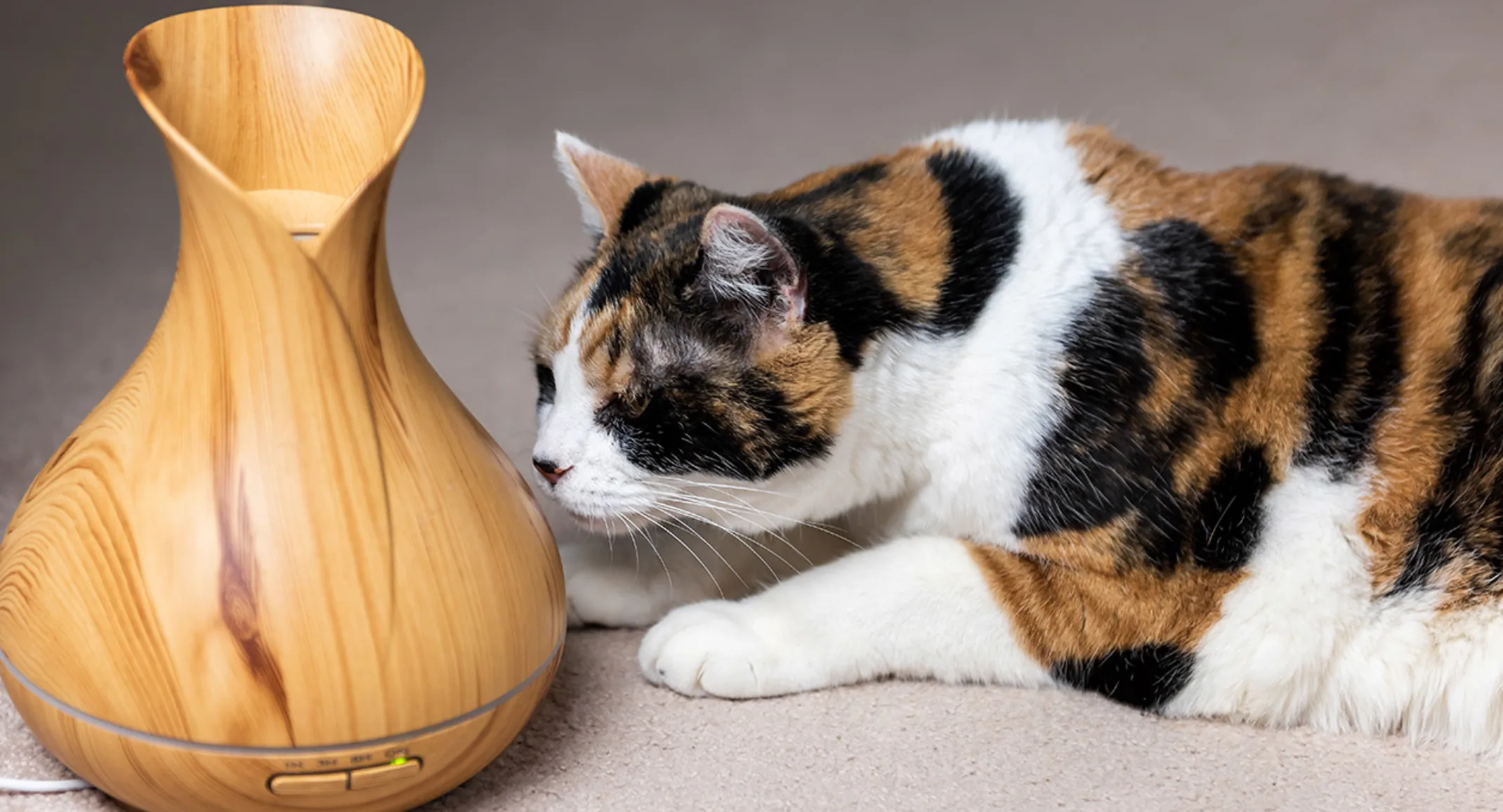 Cat with Oil Diffuser Cat with Oil Diffuser