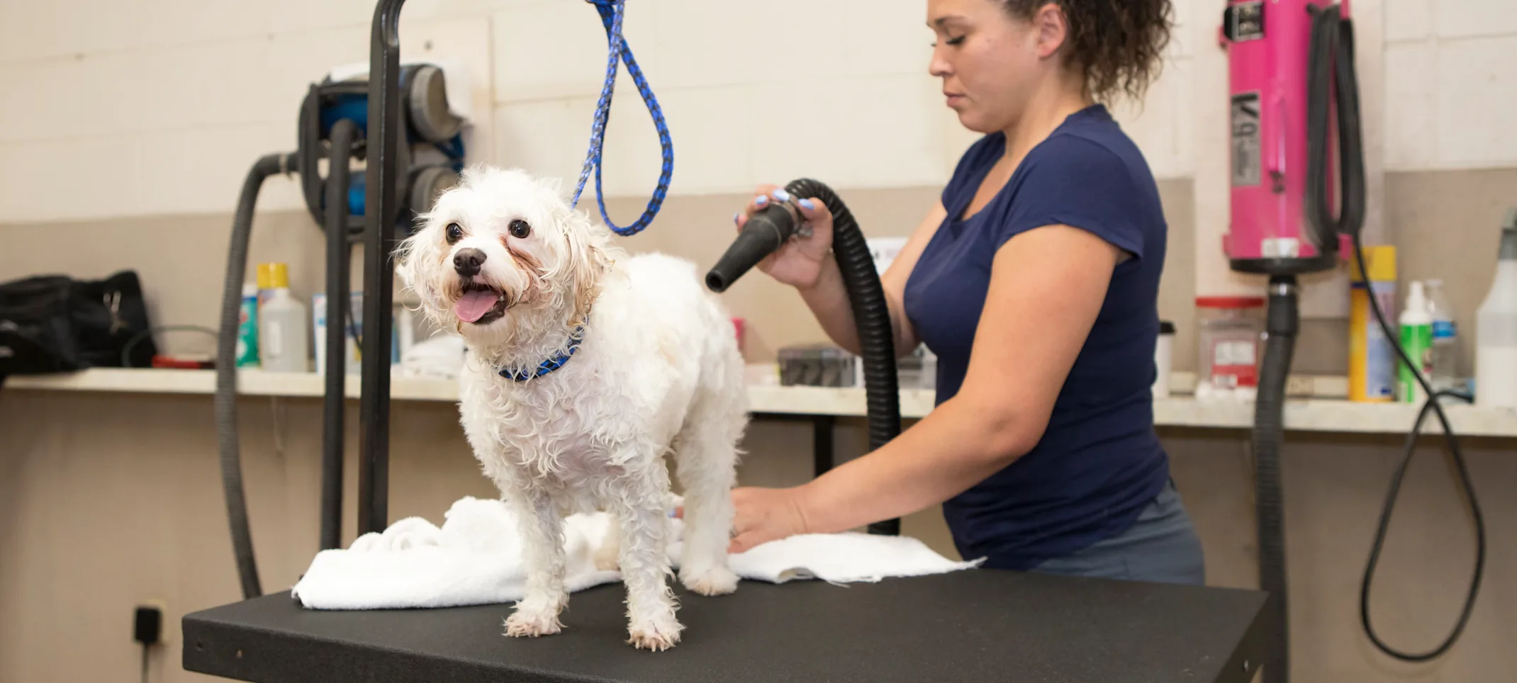 Dog being groomed Dog being groomed