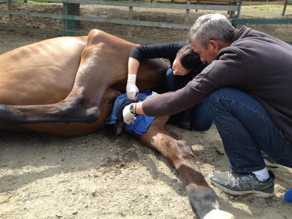 Dr. Browning gelding a horse