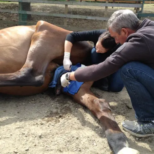 Dr. Browning gelding a horse
