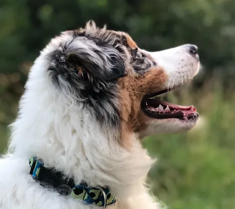 Dog Dog