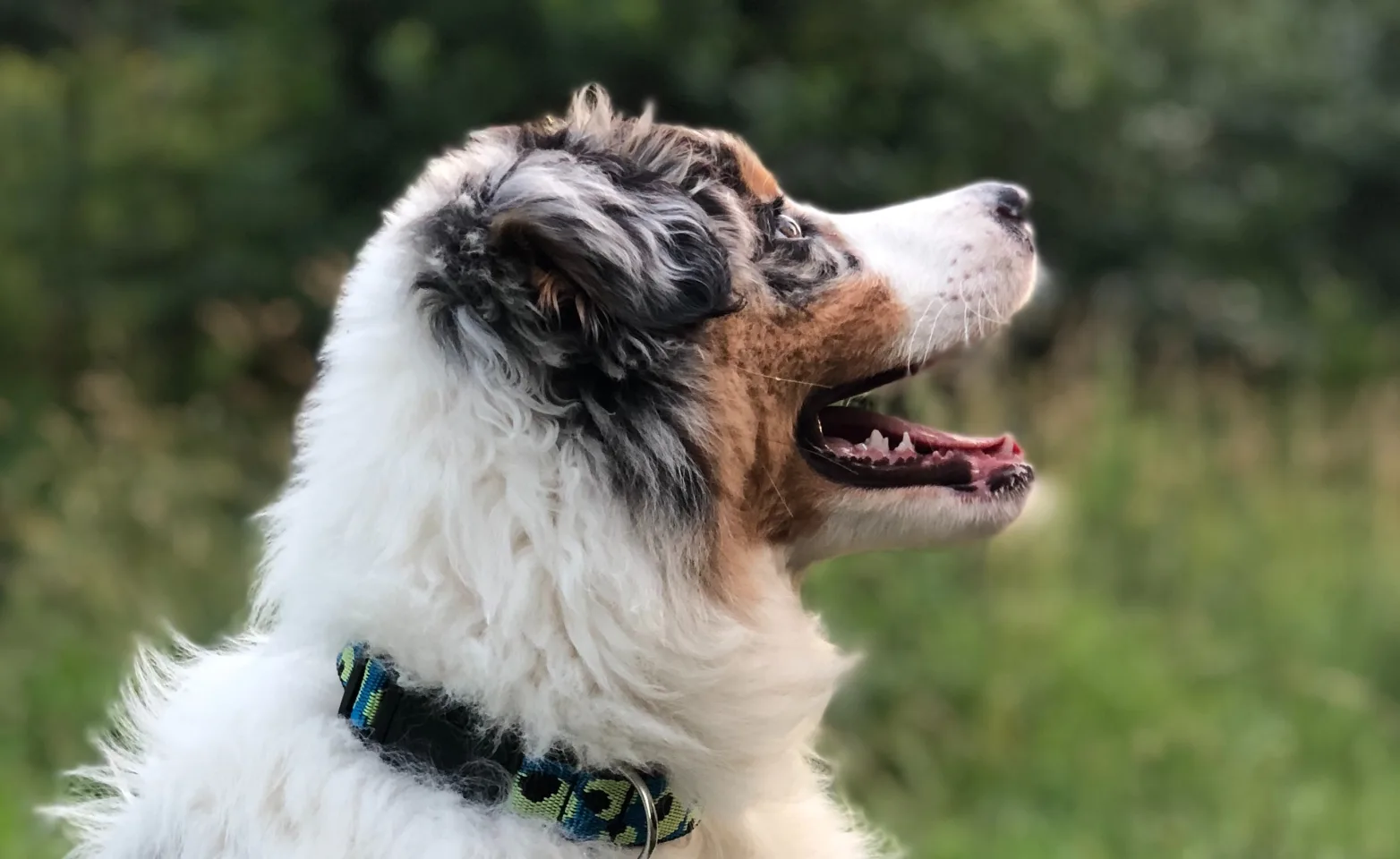 Dog Dog
