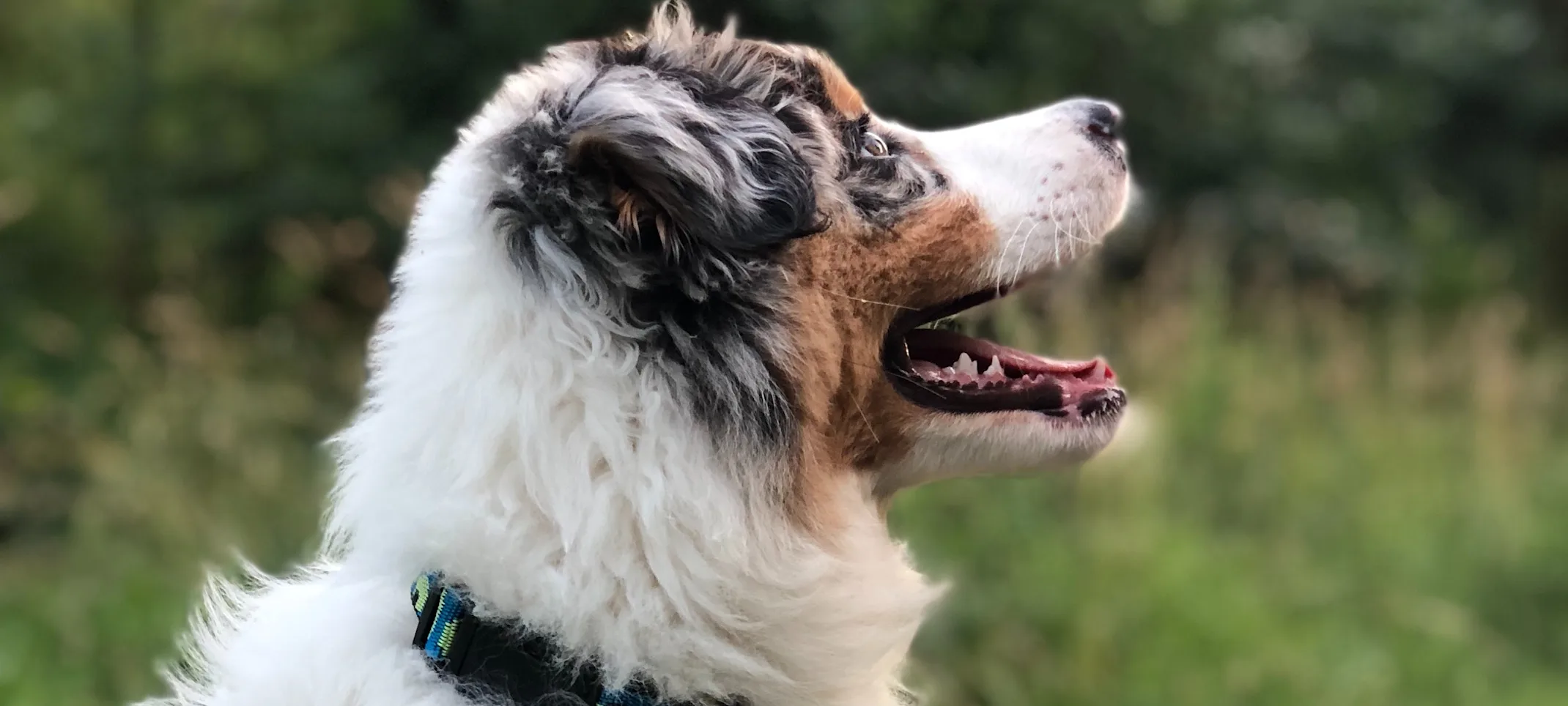 Dog Dog