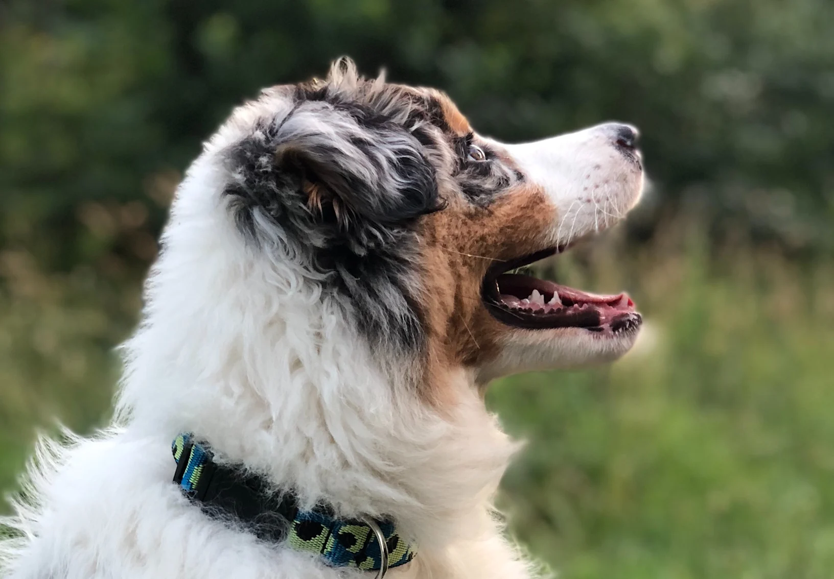 Dog Dog