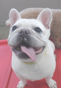 Dog smiling with tongue out