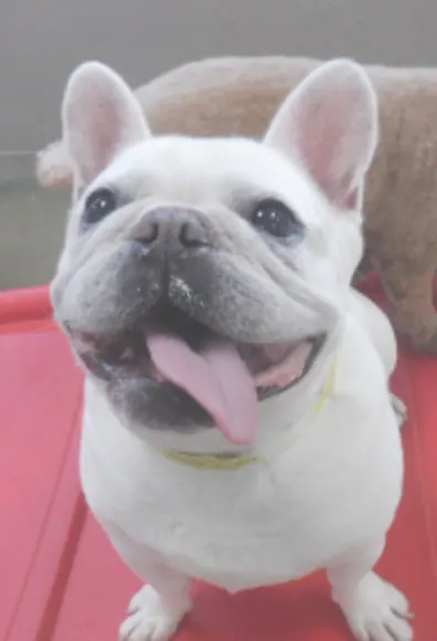 Dog smiling with tongue out Dog smiling with tongue out
