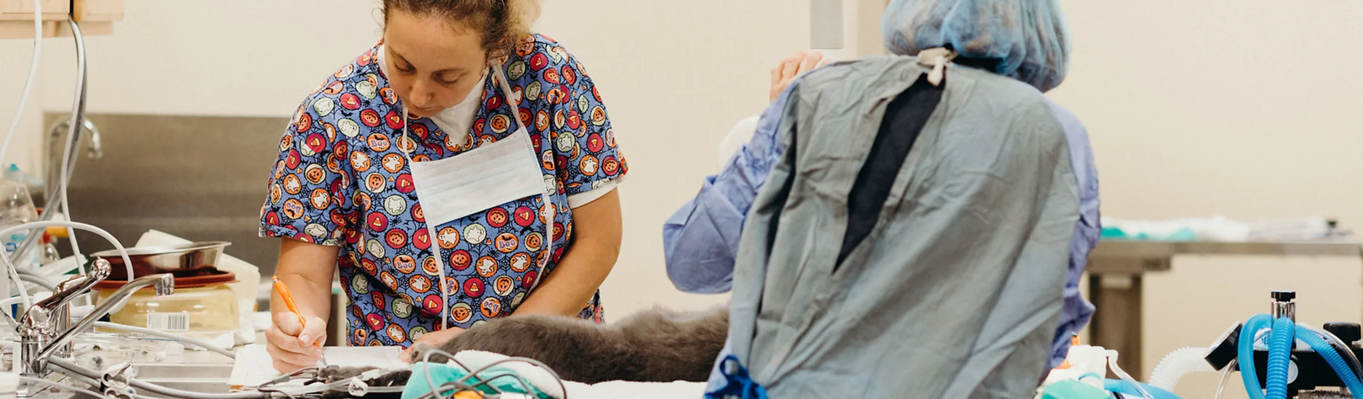 Two Abbott Valley Veterinary Center employees working with a pet