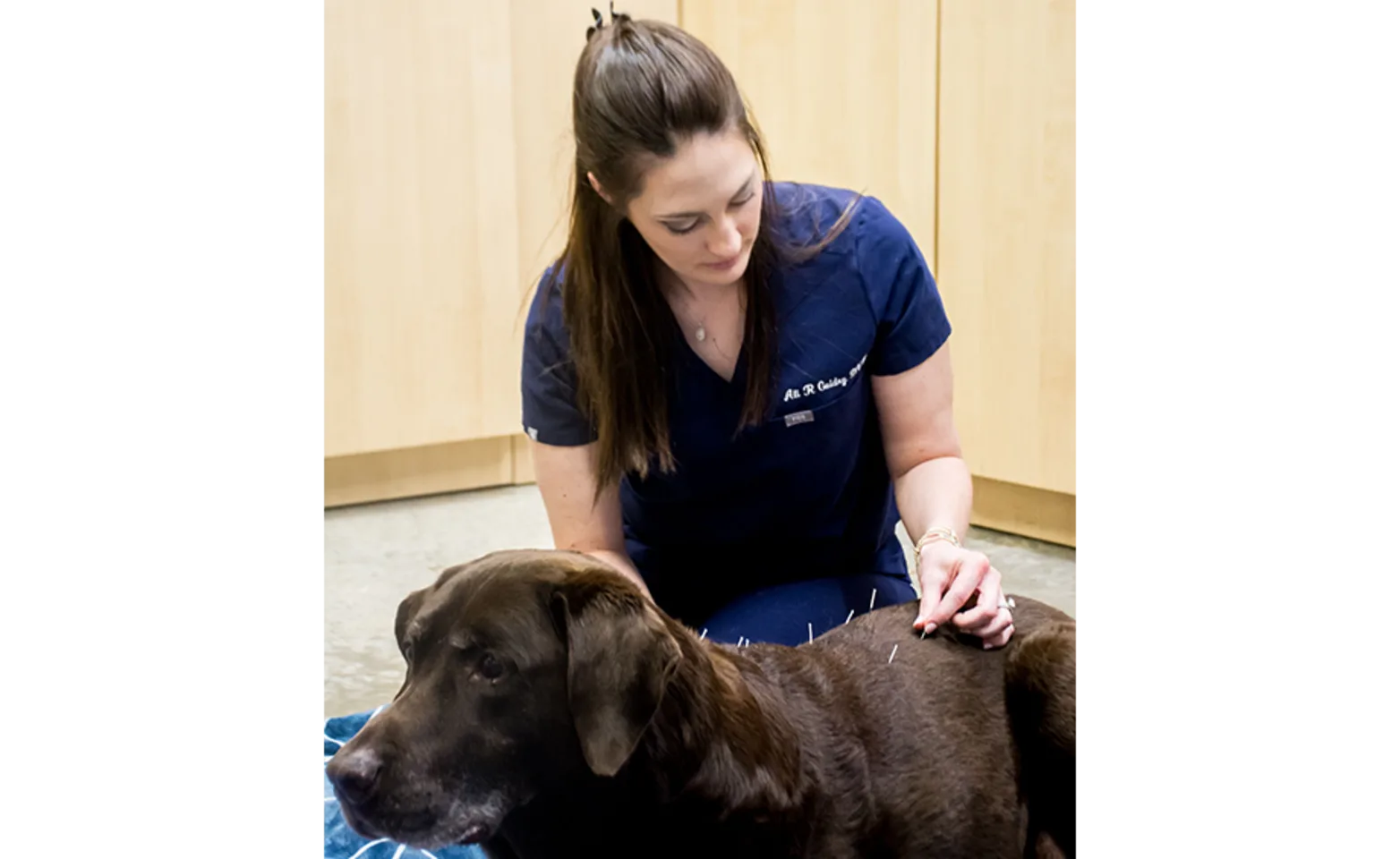 Dr. Guidry performing Acupuncture on brown lab Dr. Guidry performing Acupuncture on brown lab