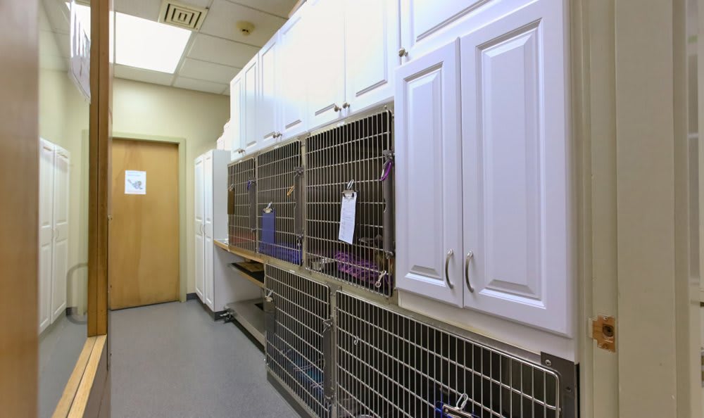 Kitsap Veterinary Hospital Feline Kennel