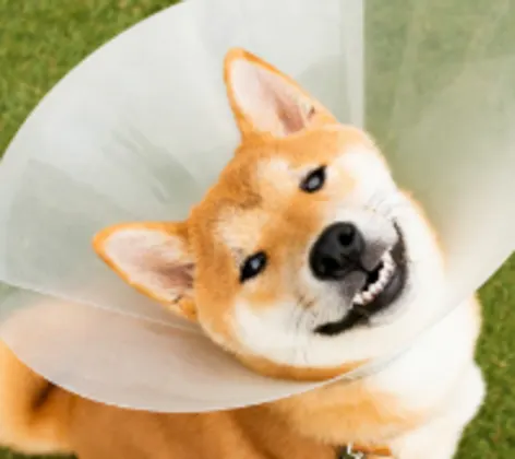 Dog with a cone in the grass Dog with a cone in the grass