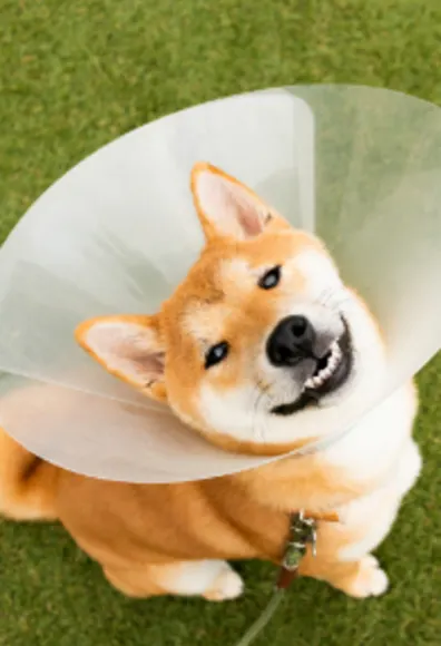 Dog with a cone in the grass