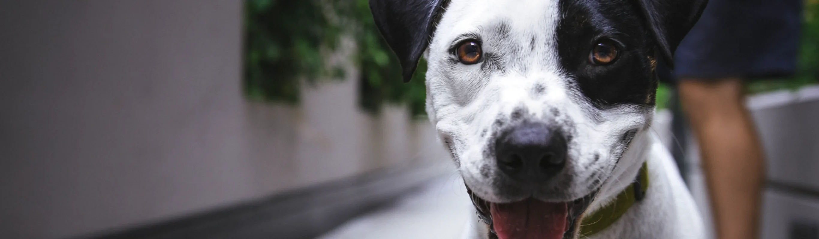 Dog with its tongue out