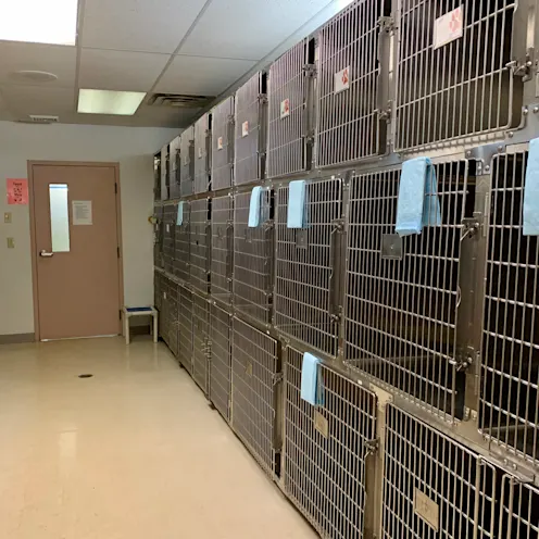 Kennel at Camboro Veterinary Hospital Kennel at Camboro Veterinary Hospital