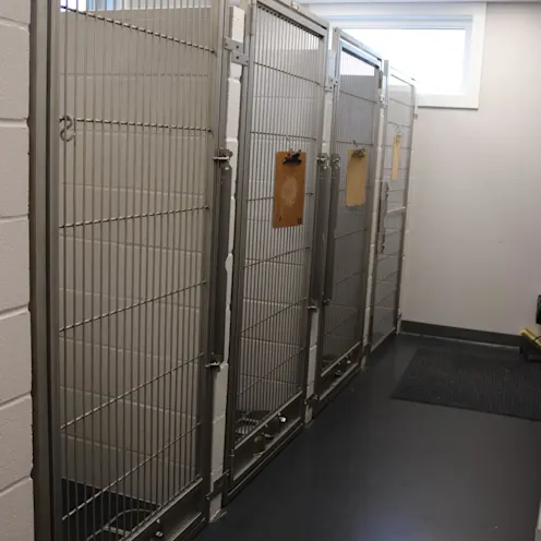 Dog Kennels Dog Kennels