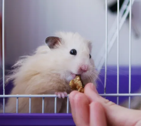 Hamster in a cage being fed