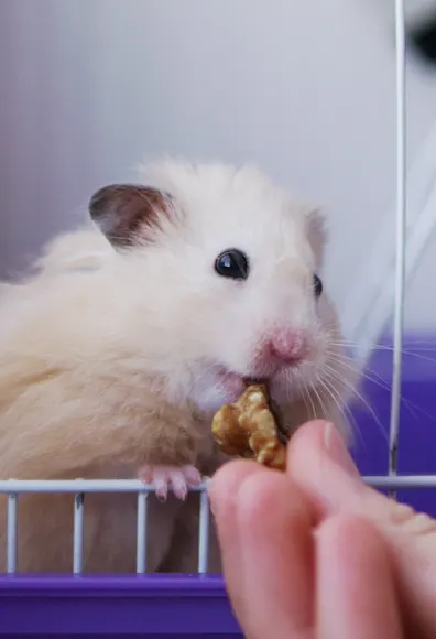 Hamster in a cage being fed