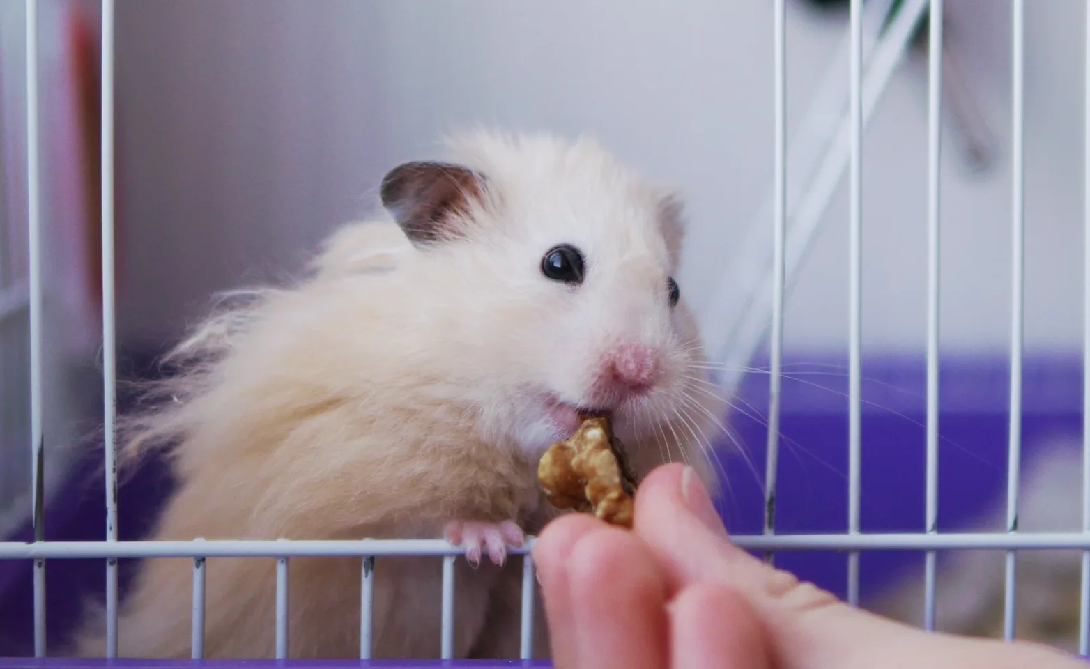 Hamster in a cage being fed