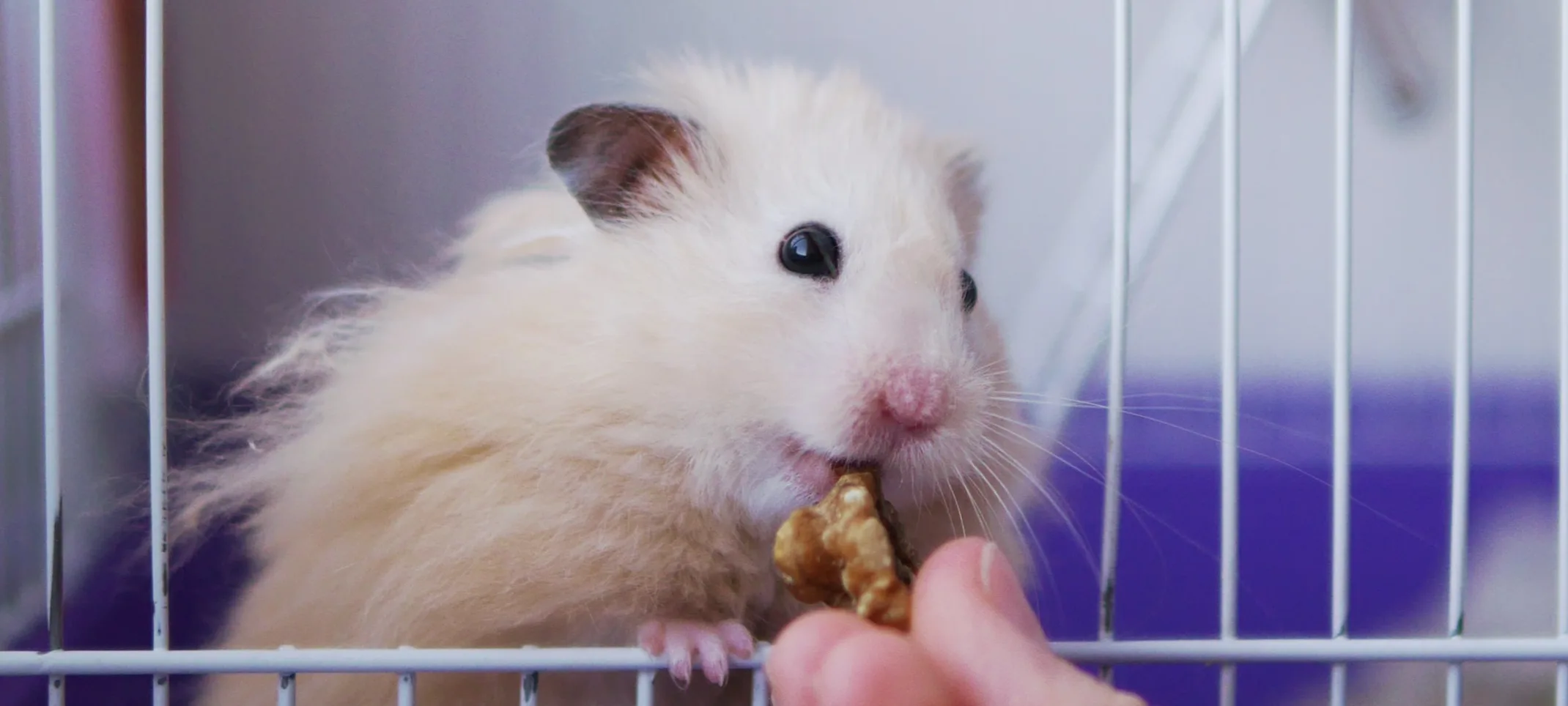 Hamster in a cage being fed