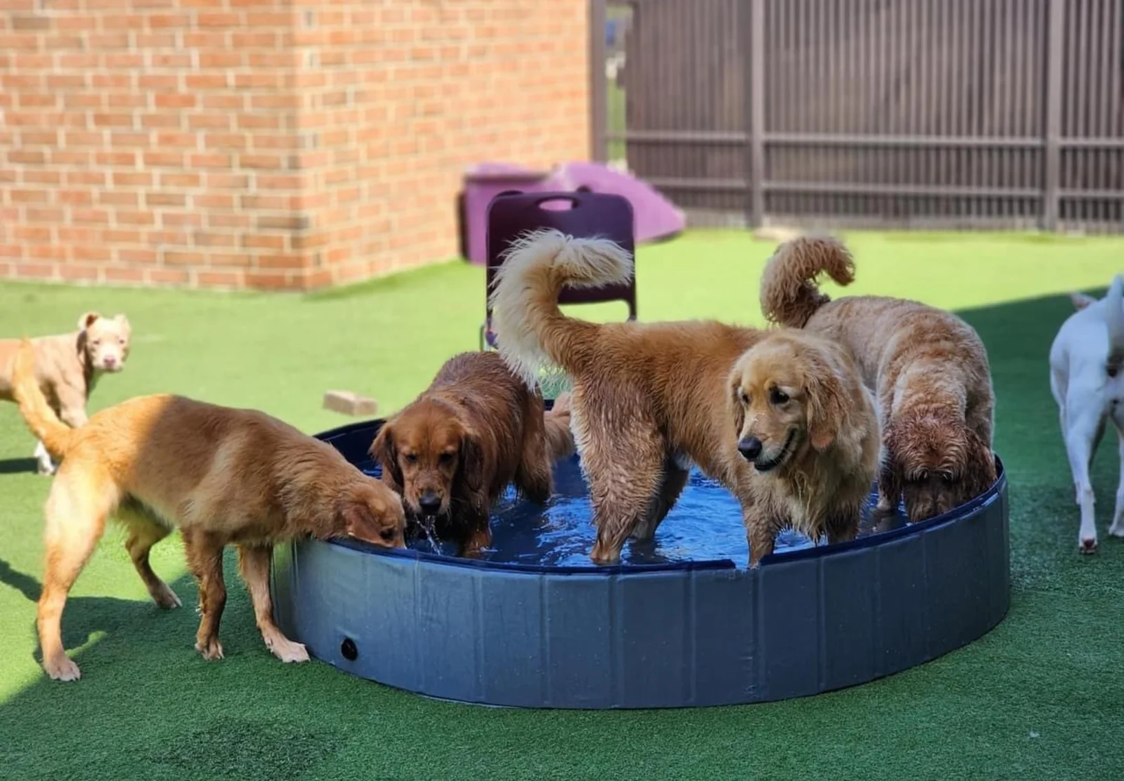 A group of dogs playing in a miniature outdoor pool A group of dogs playing in a miniature outdoor pool