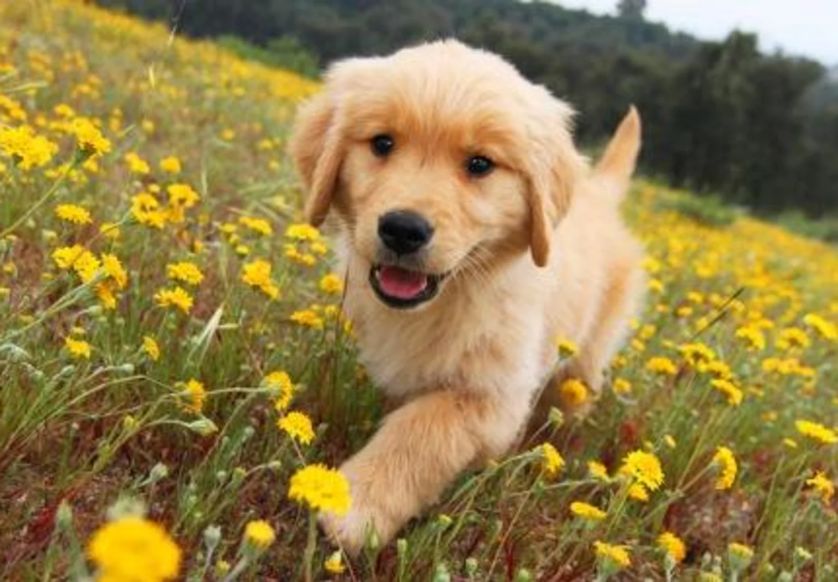 Puppy walking in poppy flowers