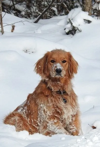 Dog sitting in the snow Dog sitting in the snow