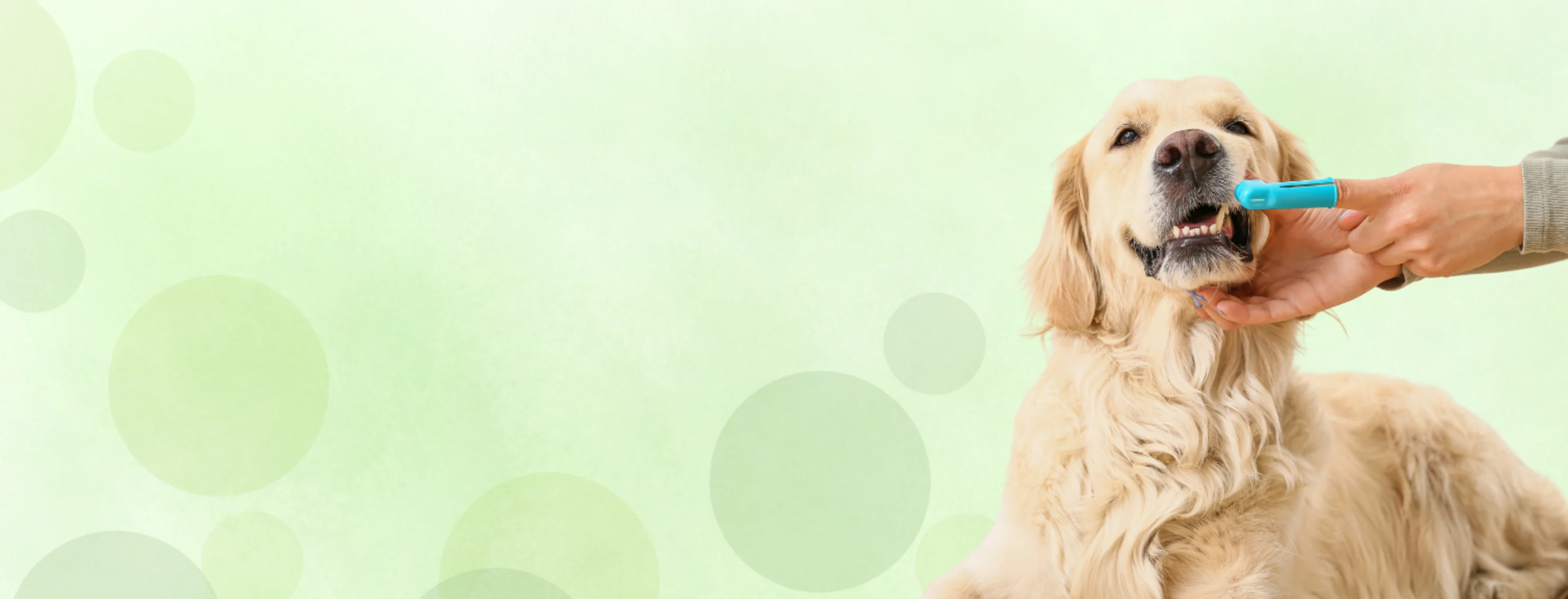 Person Brushing Dog's Teeth with Green Background Person Brushing Dog's Teeth with Green Background