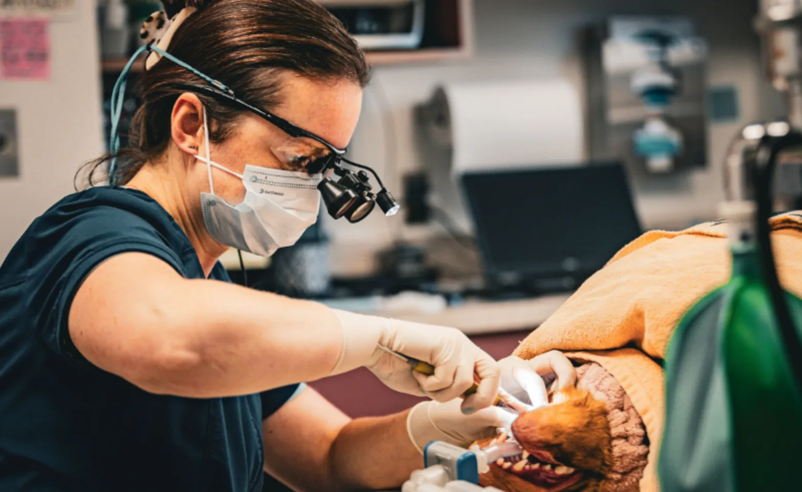 Dr. Kiley Working at Clark Animal Care Center Dr. Kiley Working at Clark Animal Care Center