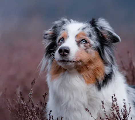 Dog in tall grass Dog in tall grass