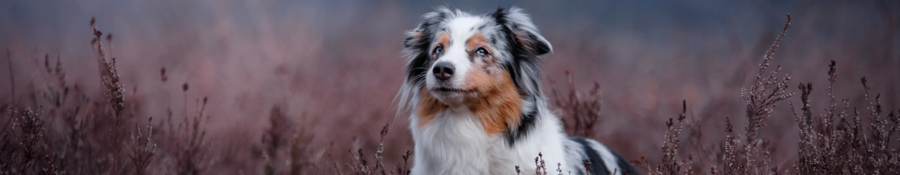 Dog in tall grass