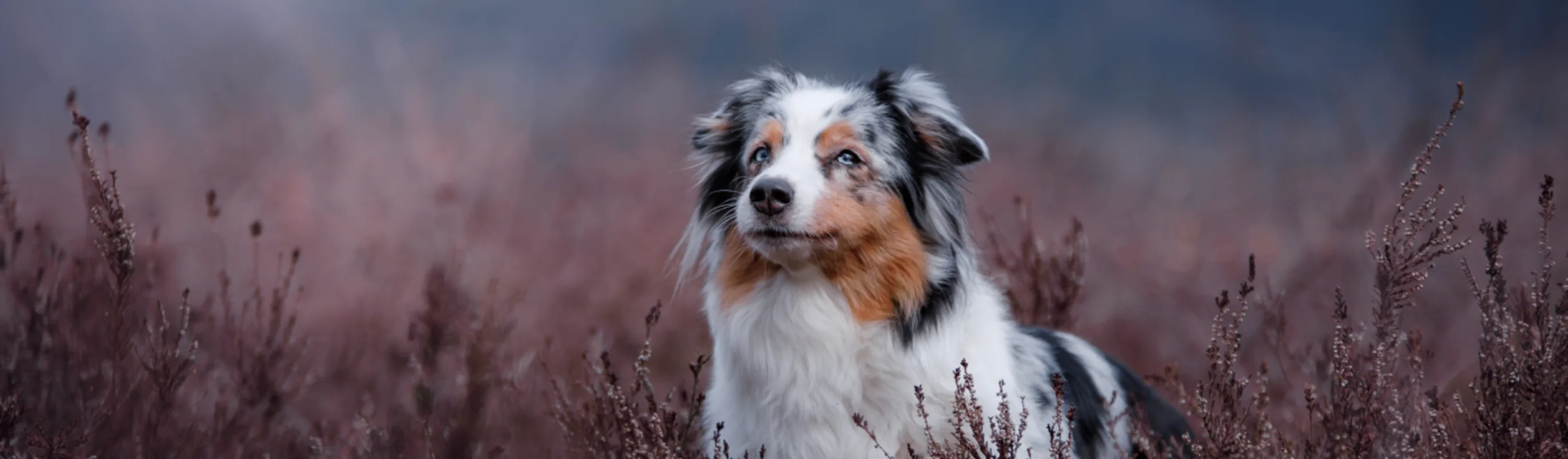 Dog in tall grass