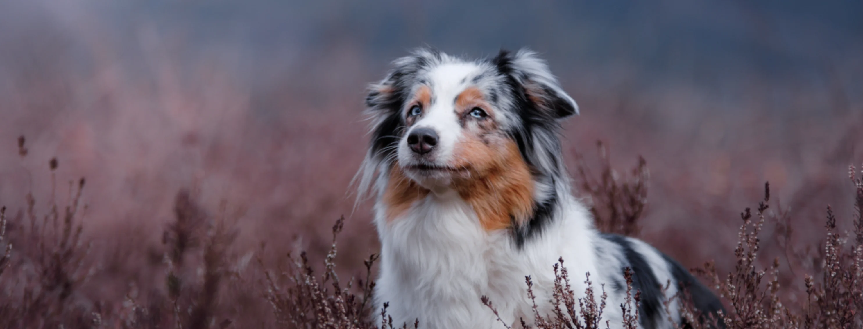 Dog in tall grass