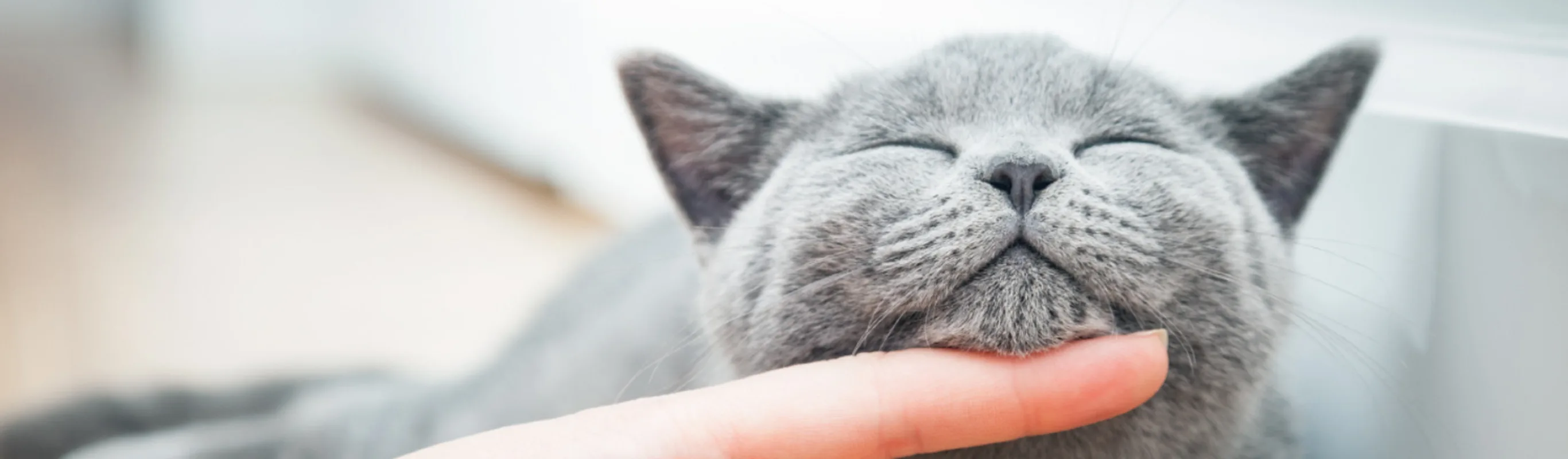 Grey cat chin scratch Grey cat chin scratch