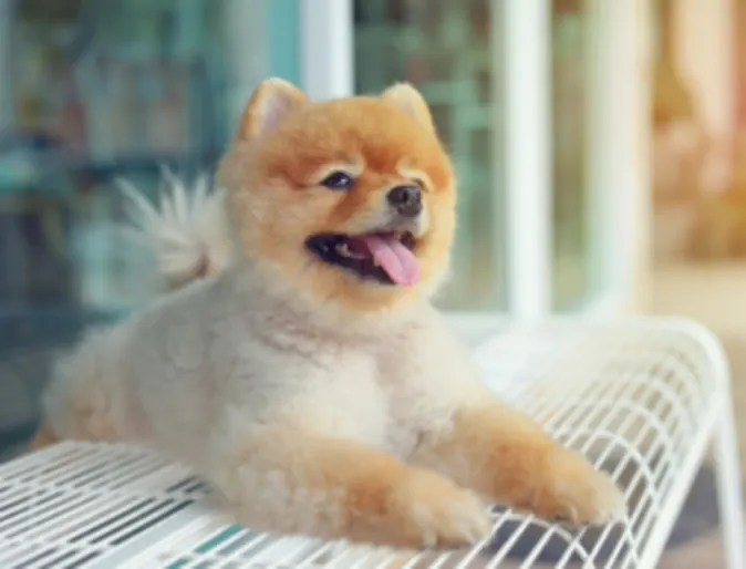 Dog Lying on Bench (Colorful BG)