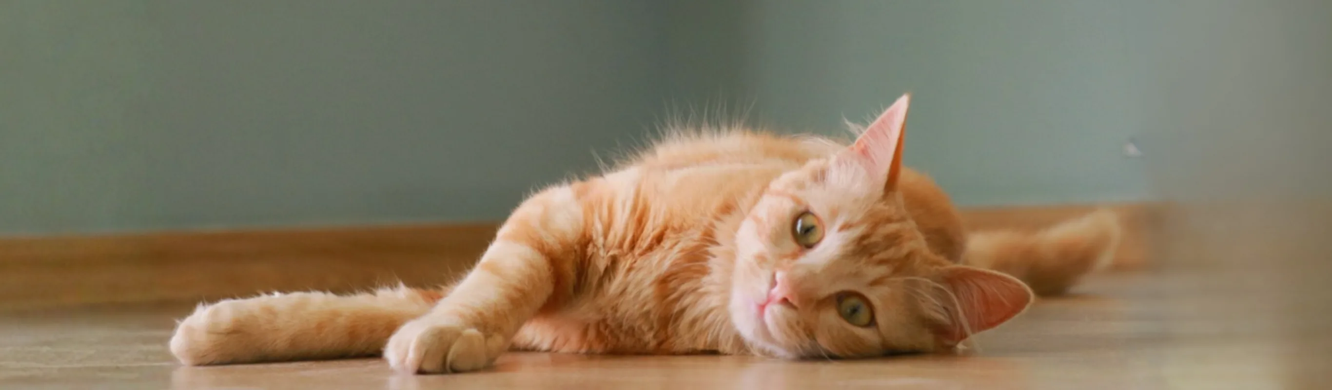 Orange cat laying on wood floor Orange cat laying on wood floor