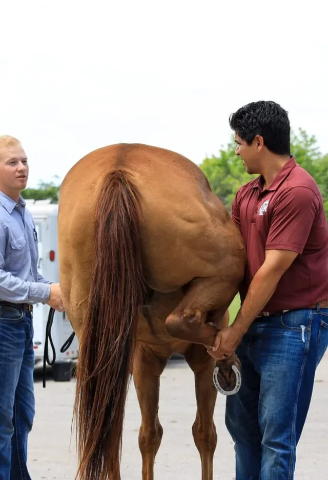 Photo of two men posing with a horse. Photo of two men posing with a horse.