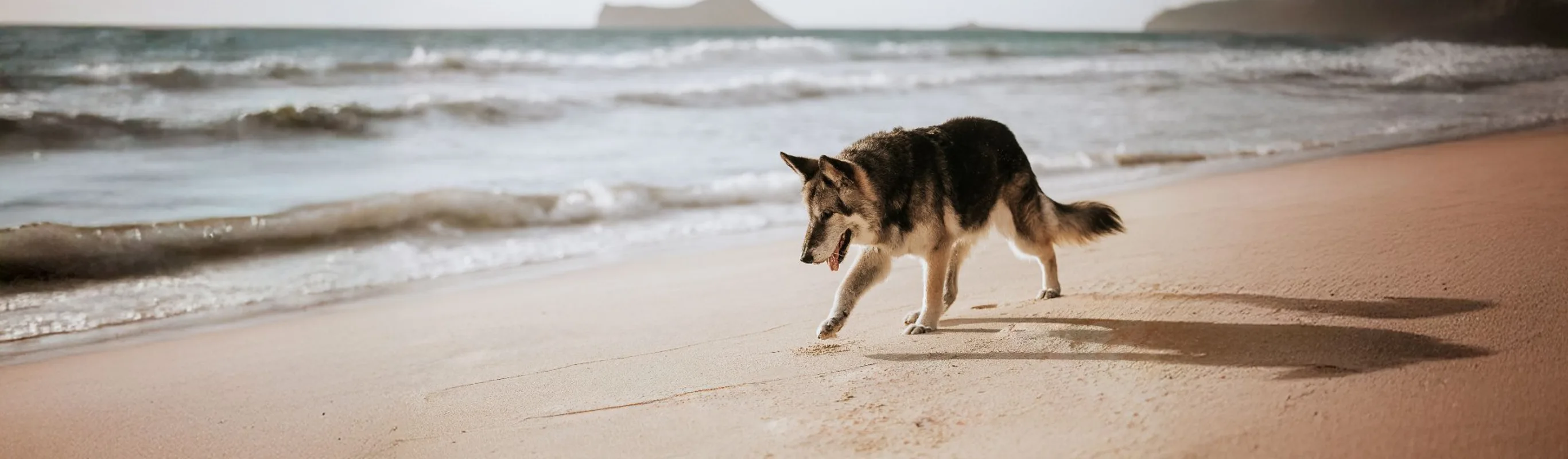 Husky walking along the beaches edge. Husky walking along the beaches edge.