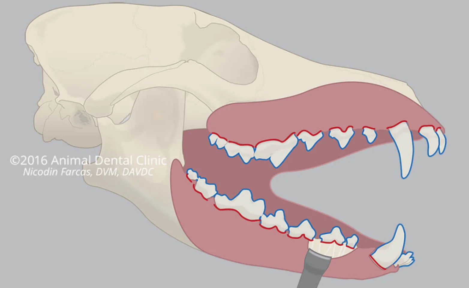 Diagram showing the oral barrier of an animal's mouth Diagram showing the oral barrier of an animal's mouth
