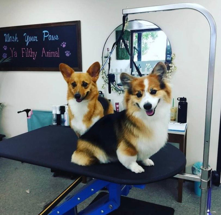 Two dogs on grooming table