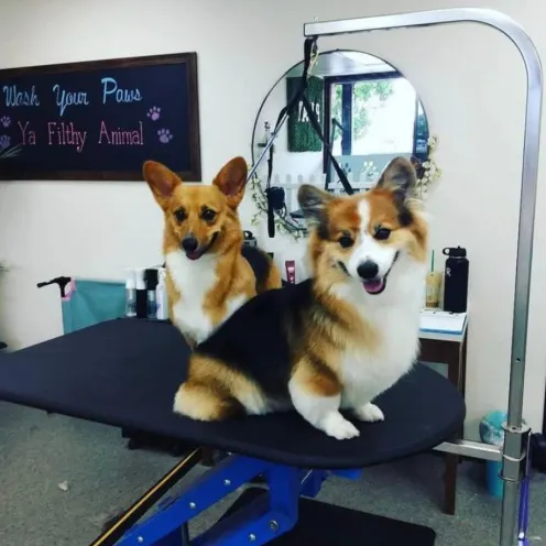 Two dogs on grooming table
