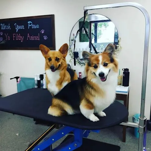 Two dogs on grooming table Two dogs on grooming table