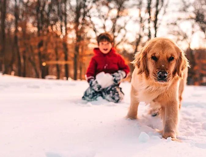 Boy & Dog Playing in the Snow Boy & Dog Playing in the Snow