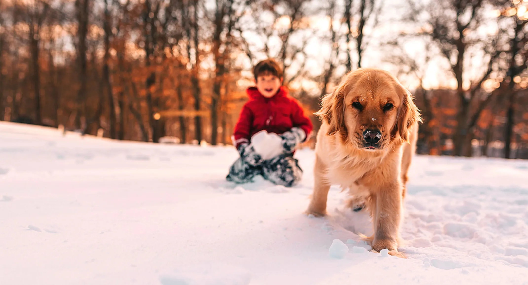 Boy & Dog Playing in the Snow Boy & Dog Playing in the Snow