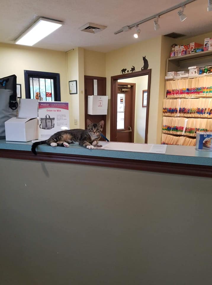 Cat at reception at Holiday Park Animal Hospital