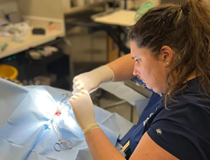 Women performing emergency surgery on an animal.