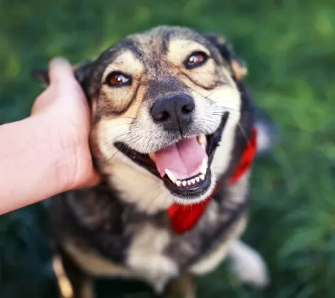 Dog smiling at owner and sitting on grass lawn.