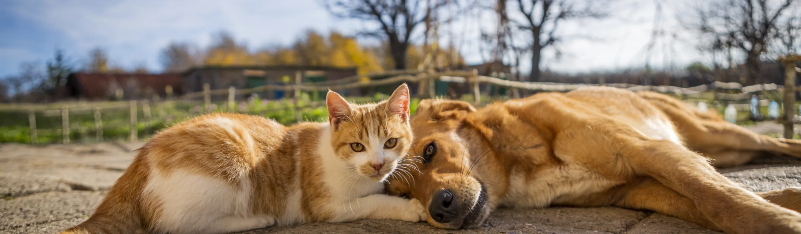 Dog and cat laying outside on sunny day on brick pavers