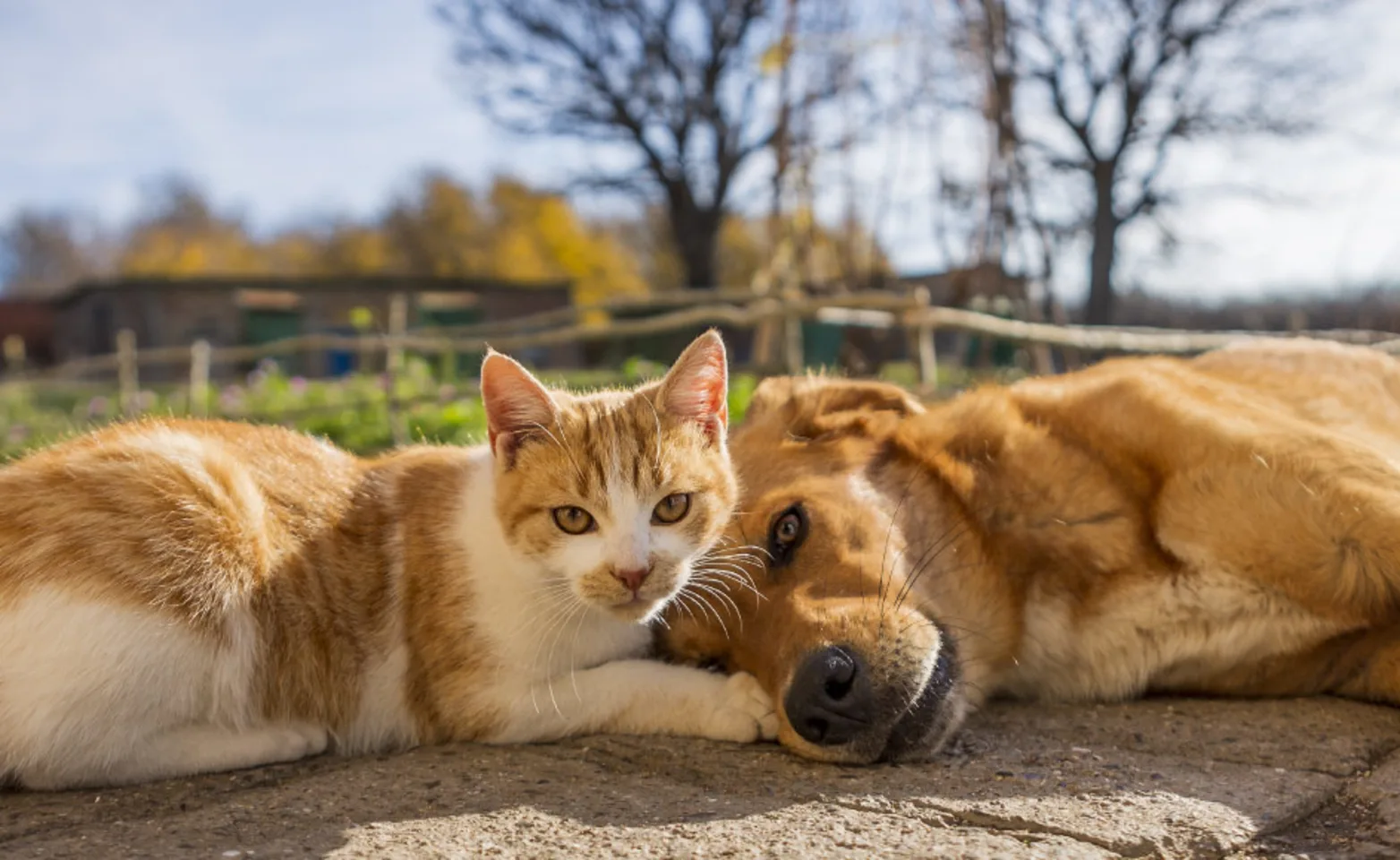 Dog and cat laying outside on sunny day on brick pavers Dog and cat laying outside on sunny day on brick pavers