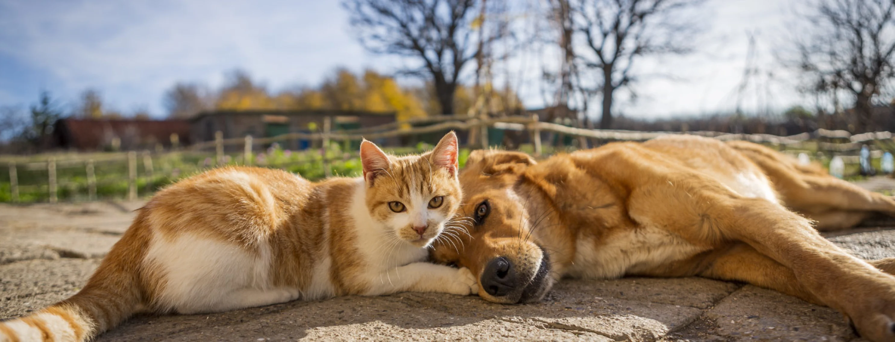 Dog and cat laying outside on sunny day on brick pavers Dog and cat laying outside on sunny day on brick pavers